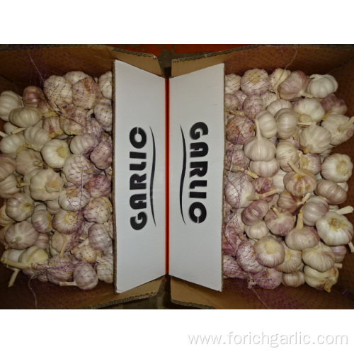 New Crop Garlic Fresh 2019